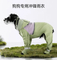 a Raincoat That Covers The Legs, The Tail, and All Four Legs